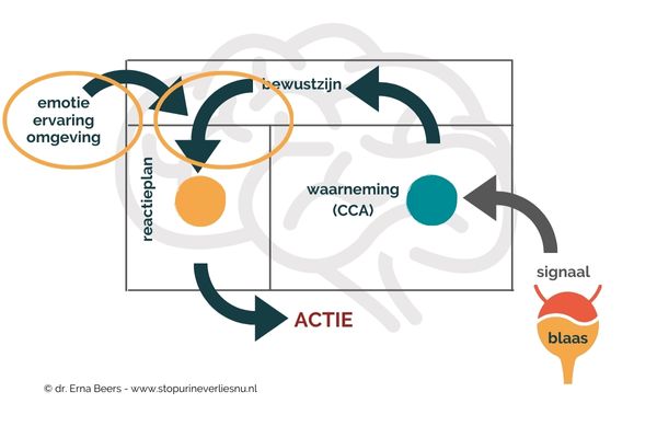 Diagram van limbisch systeem en blaas, met focus op emotie, ervaring en omgeving bij overactieve blaas.