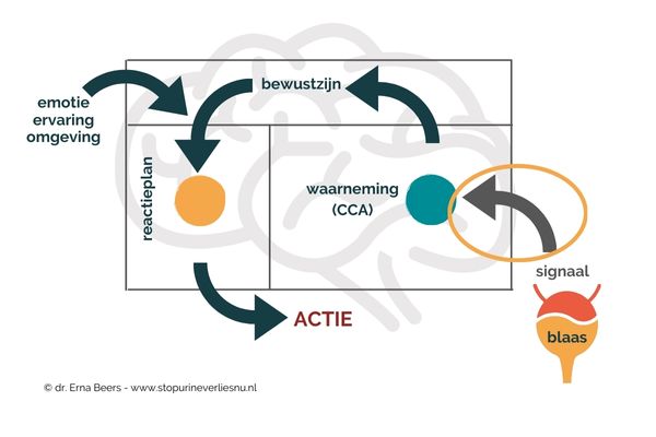 Diagram van hersenen die blaassignalen verwerken, met aanduiding van bewustzijn, CCA, en reactie bij overactieve blaas.