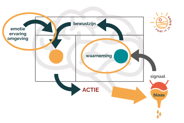 Schematische weergave overctieve blaas en hersenen